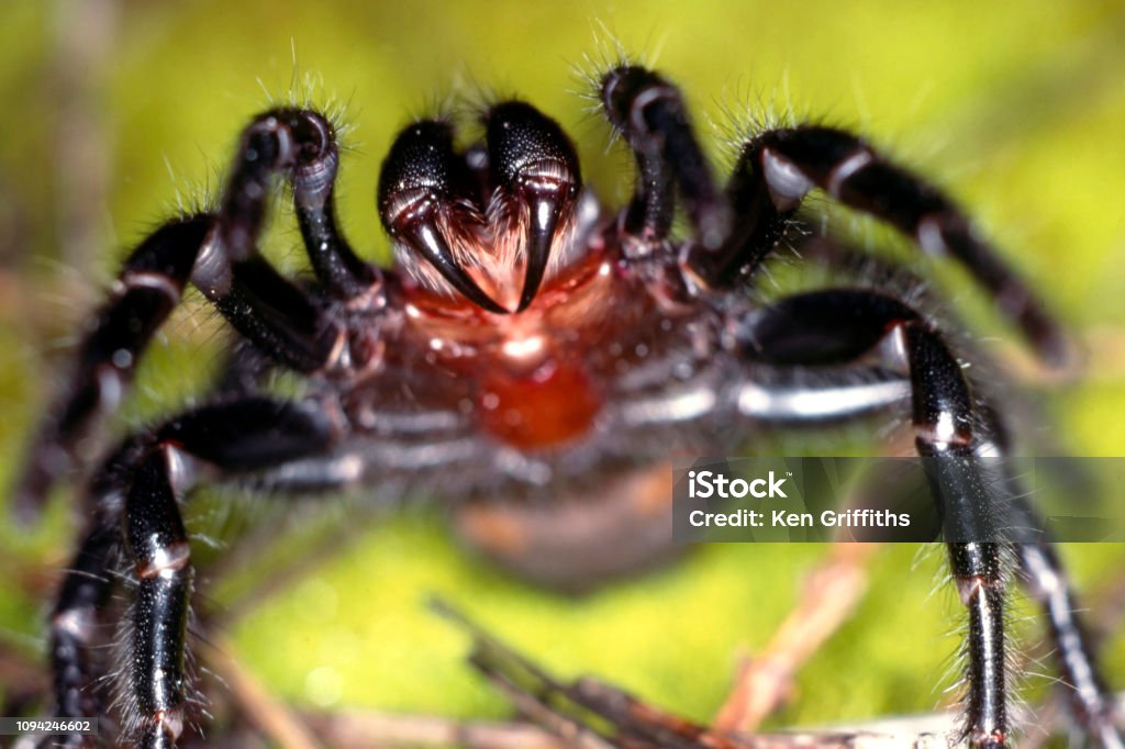 Funnel-Web Spider Sydney Funnel-Web Spider"nAtrax robustus"nHighly dangerous spider from the Sydney region of Australia"n Spider Stock Photo