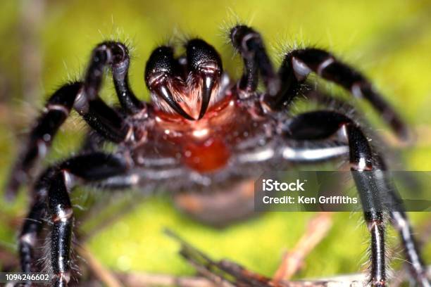 Funnelweb Spider Stock Photo - Download Image Now - Spider, Poisonous, Australia
