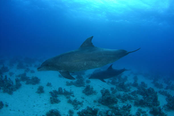istock Indo-Pacific Bottlenose Dolphins, Red Sea, Egypt 1094246794