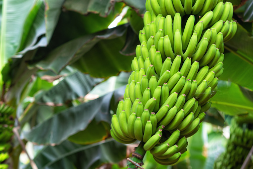 Green banana fruits in the market