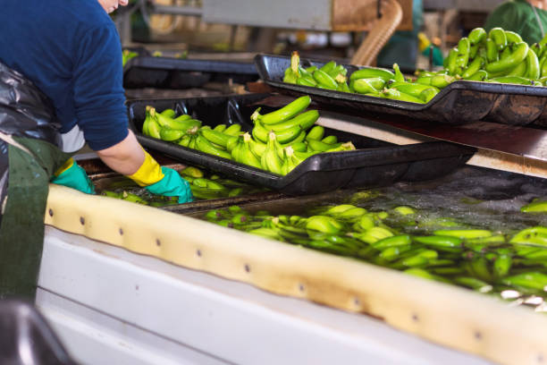 Operator washing bunches of banana at packaging plant.