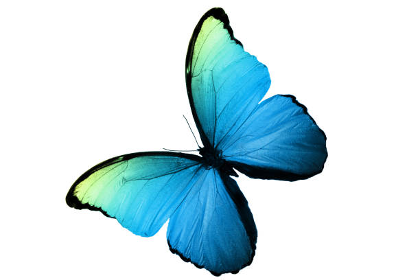 istock tropical butterfly multicolor isolated on white background 1094250178