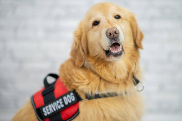 istock Smiling dog portrait 1094256428