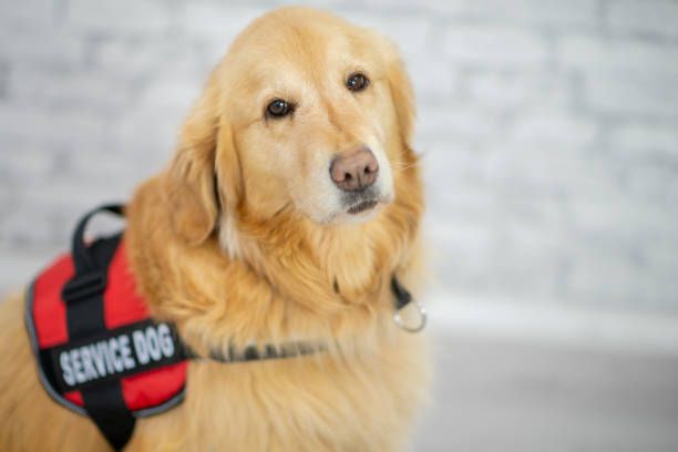 istock Cute dog portrait 1094256432