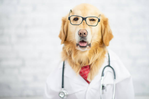 Dog Wearing Doctor Outfit Stock Photo - Download Image Now - Doctor, Dog,  Happiness - iStock