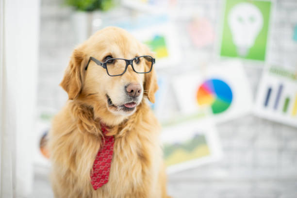 istock Business golden retriever 1094256446