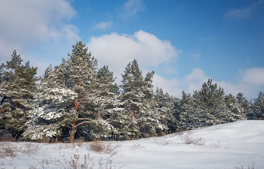 Majestic white spruces, covered with hoarfrost and snow, glowing by sunlight. Picturesque and gorgeous wintry scene.  Blue toning. Happy New Year! Beauty world.