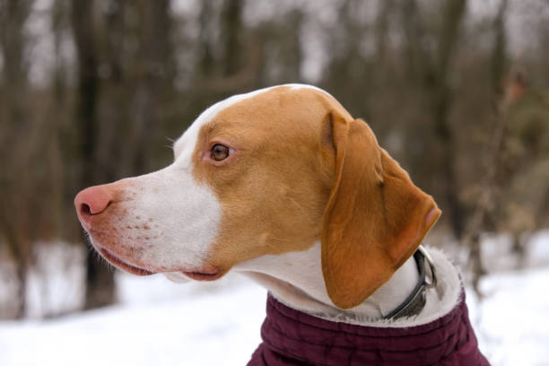pointer dog in winter hunting. cold weather, snow. snoop seeks prey - snooper imagens e fotografias de stock