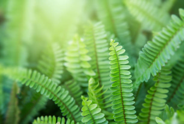 美しいシダは、日光の下で緑の葉自然花シダ背景を残します。 - fern textured nature tree ストックフォトと画像