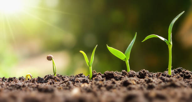 plant seeding groeiende stap. concept landbouw - groei stockfoto's en -beelden