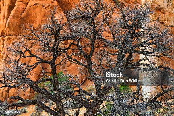 Bryce Canyon National Park Stock Photo - Download Image Now - Awe, Beauty, Canyon