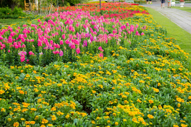 colorful flower in the garden, colorful flowers on the flowerbed, an element of the landscape park design.