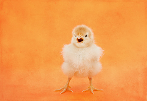 Easter baby chicken chirping on an orange background