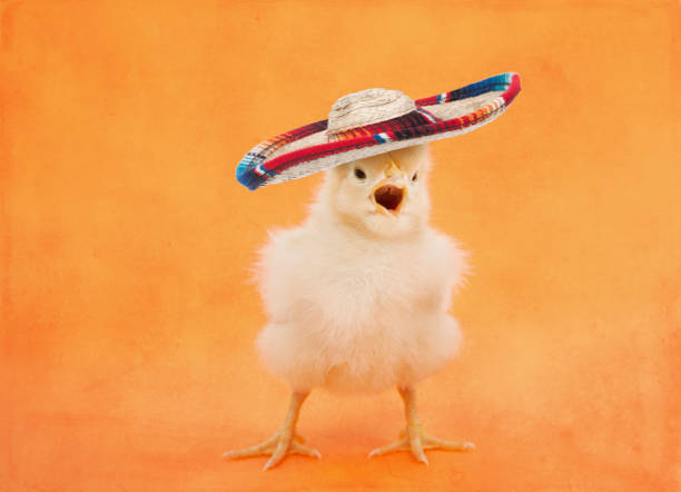 easter baby chicken wearing a sombrero on an orange background - young bird easter orange mouth open imagens e fotografias de stock