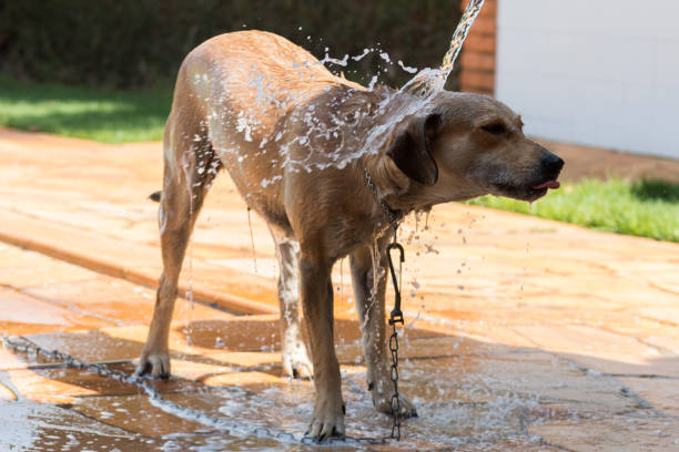 istock Beautiful mutt dog taking a bath. Mixed-breed female dog 1094270112