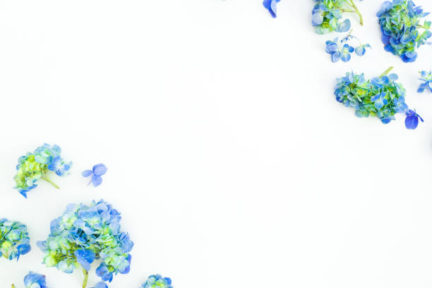 istock Frame of blue hydrangea flowers with leaves on white background. Flat lay, top view 1094273580