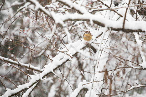 istock Carolina Wren in Snow 1094274214