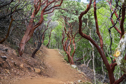 New hiking trail through manzanita trees, Mt Umunhum, Sierra Azul Open Space Preserve, Santa Clara county, California