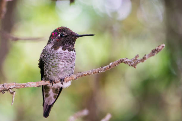 istock Male Anna's Hummingbird sitting on a branch 1094281124