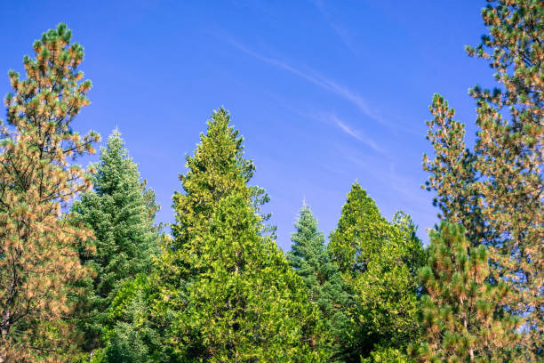 evergreen forest made out of fir, pine and cedar trees in a clear autumn morning, calaveras big trees state park, california - nevada pine tree autumn landscape imagens e fotografias de stock