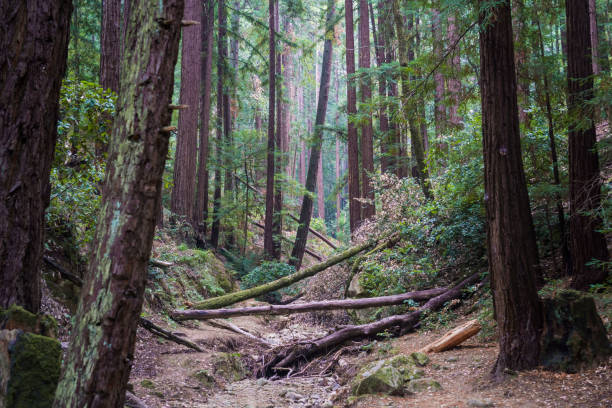 레드우드 나무 (세쿼이아 콰이) 숲, 샌 프란 시스 코 베이 지역, 캘리포니아 - forest spooky sequoia woods 뉴스 사진 이미지