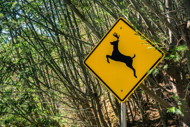 istock A sign warning people that deer may run across the road 1094281506