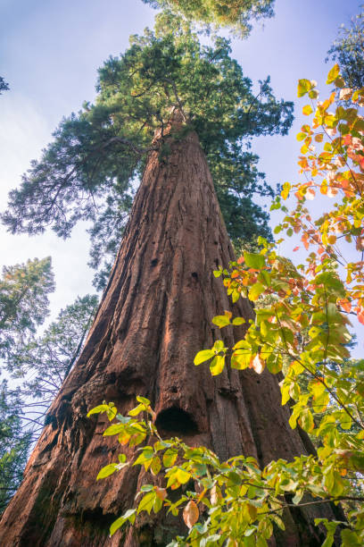 istock Looking up a Sequoia tree, fall colored dogwood in the foreground, Calaveras Big Trees State Park, California 1094281636