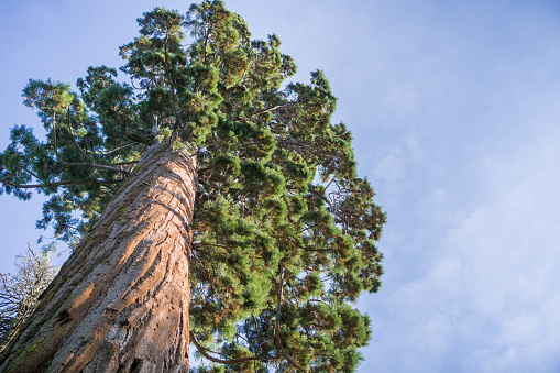 Árbol de la Sequoia, Calaveras grandes árboles State Park, California photo
