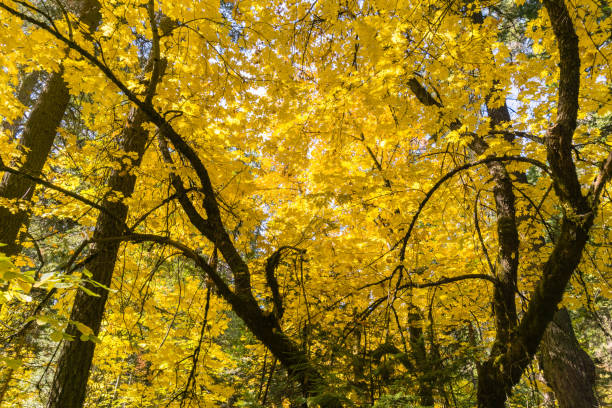 istock Golden Big leaf maple tree (Acer macrophyllum) foliage, Calaveras Big Trees State Park, California 1094281686