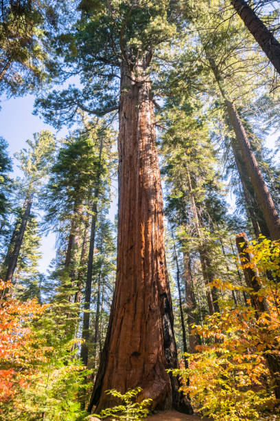 istock Looking up a Sequoia tree, fall colored Pacific mountain dogwood in the foreground, Calaveras Big Trees State Park, California 1094281738