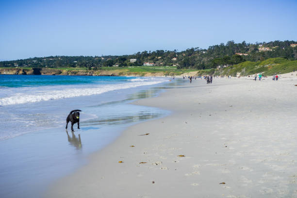 les gens et les chiens s’amuser sur la plage par une journée ensoleillée, carmel, monterey peninsula, californie - carmel bay photos et images de collection