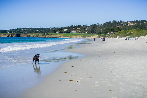 People and dogs having fun on the beach on a sunny day, Carmel-by-the-Sea, Monterey Peninsula, California