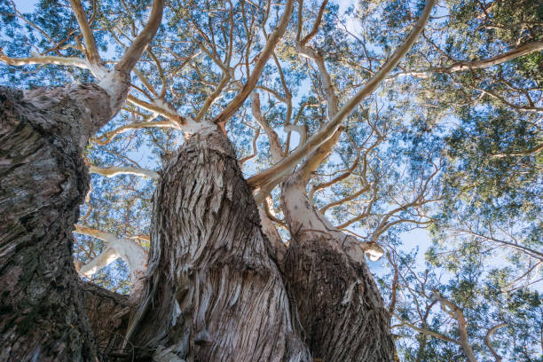 Looking up to the crown of an old Eucalyptus tree; eucalyptus trees were introduced to  California and are considered invasive