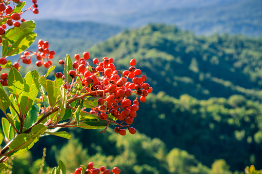 Bright red Toyon (Heteromeles) berries, hills and valleys covered in forests in the background, Santa Cruz mountains, San Francisco bay area, California