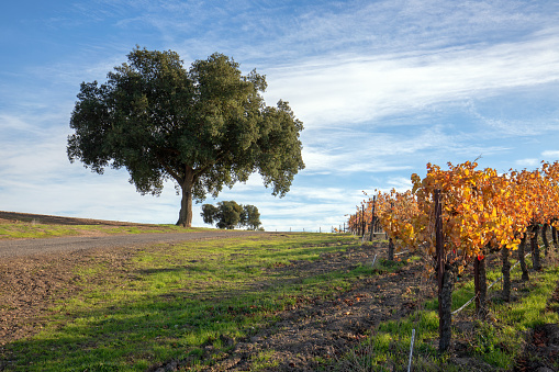 Winter view of oak trees in Central California vineyard in California United States