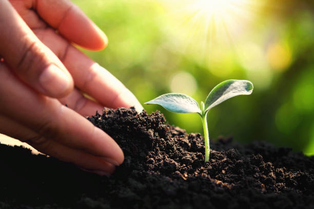 istock hand planting small tree in garden. eco concept 1094286060