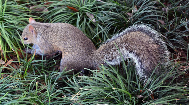 그것의 견과 매장 하는 다람쥐 - burying 뉴스 사진 이미지