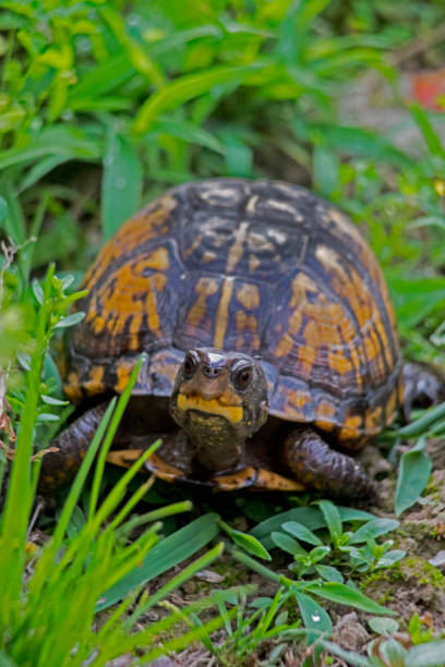 istock Little turtle walks around in the green grass feeding. 1094288534