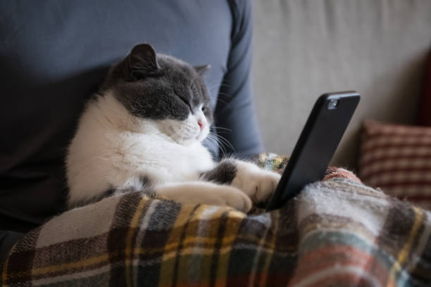 istock British short-haired cat looking at cell phone 1094294238