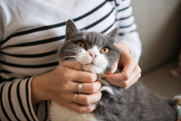 istock Playing with an English short-haired cat in his arms 1094294288