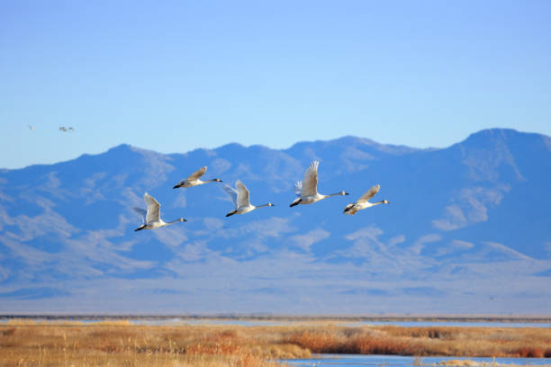 istock Tundra Swans in Flight 1094294368
