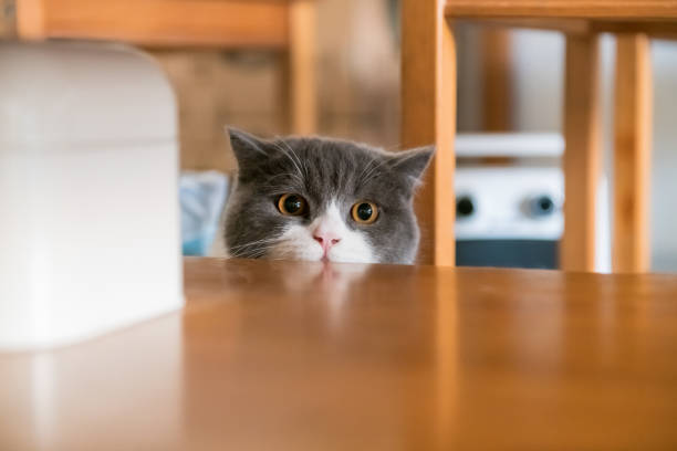 istock Cute British short-haired cat, indoor shooting 1094294418