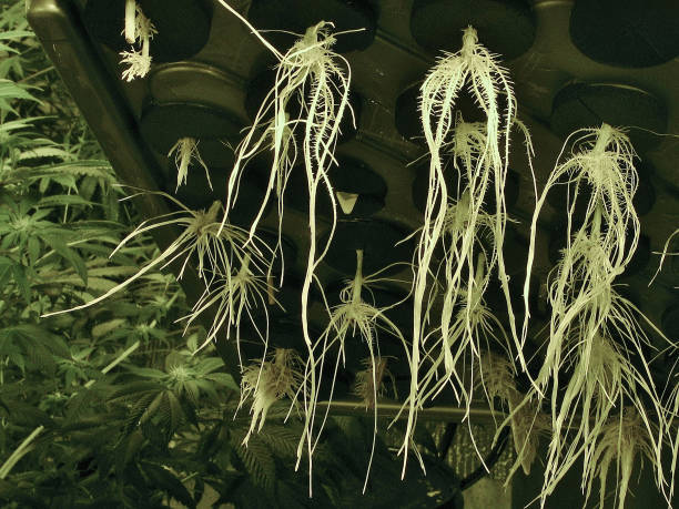 Closeup of Marijuana Roots grown in a Clone Machine stock photo