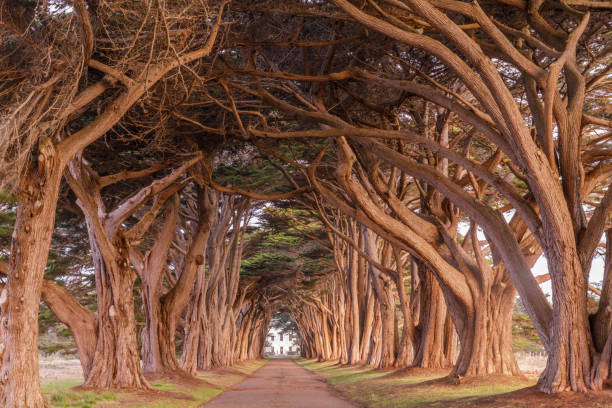 istock Cypress Tree Tunnel painted in golden light during sunrise 1094304638