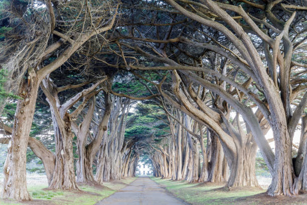 istock Signature Cypress Tree Tunnel in Inverness 1094304702