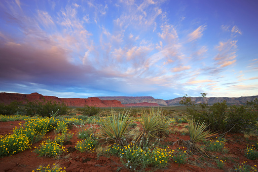 A beautiful sunset over spring wildflowers in the desert near St George, Utah.
