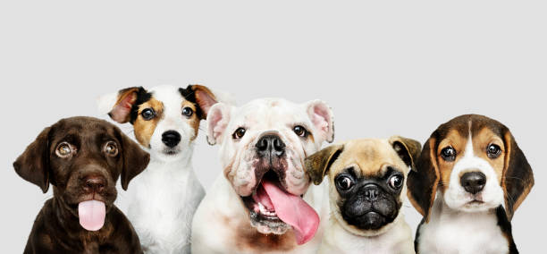gruppenporträt von entzückenden welpen - hundeartige fotos stock-fotos und bilder