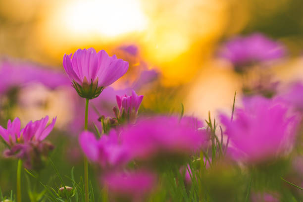 Pink cosmos flowers at sunset, soft focus