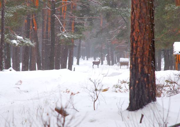 istock walk through the winter forest, winter forest, animal feeders 1094314900