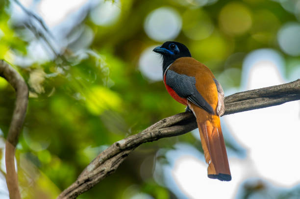 istock Harpactes fasciatus, Goa, India 1094316306